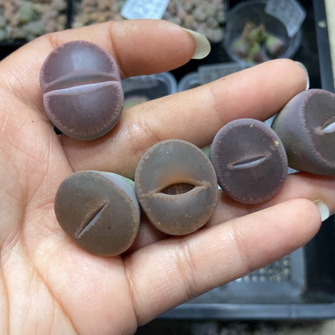 8296特价日轮5颗有疤