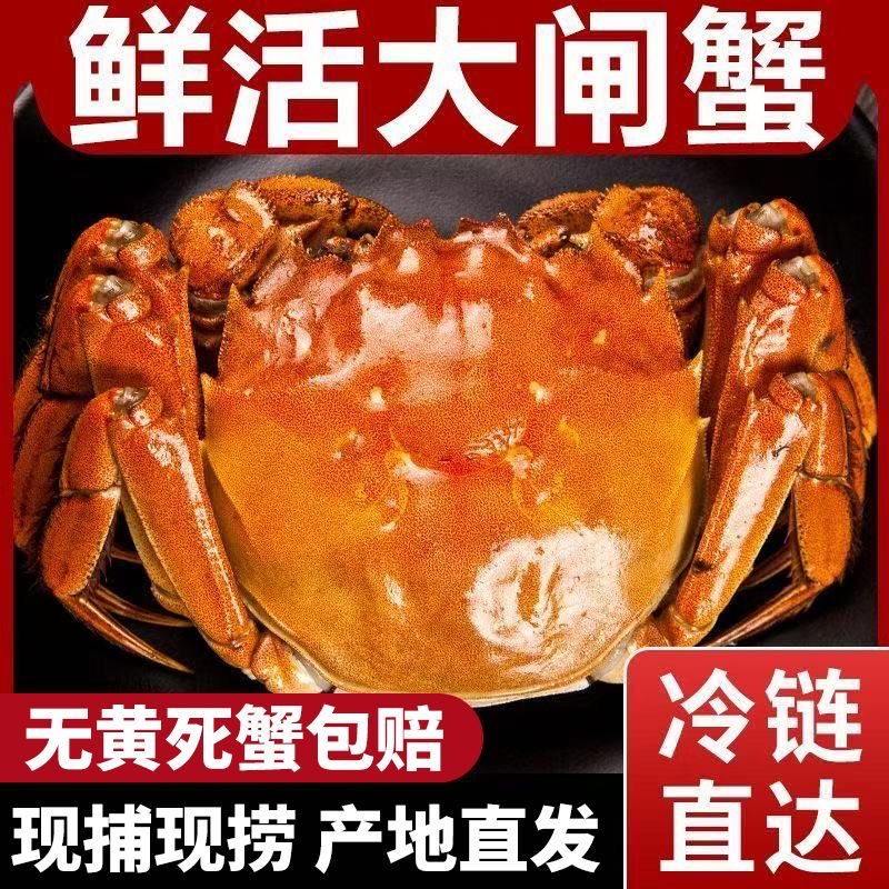 【活蟹】江苏洪泽湖大闸蟹公蟹5.1-4.8两母蟹4.1-3.8两6只/8只/10只