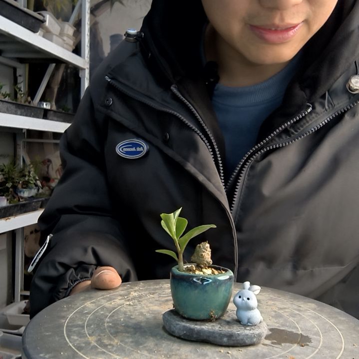 苏**y小盆景小植物一物一拍39