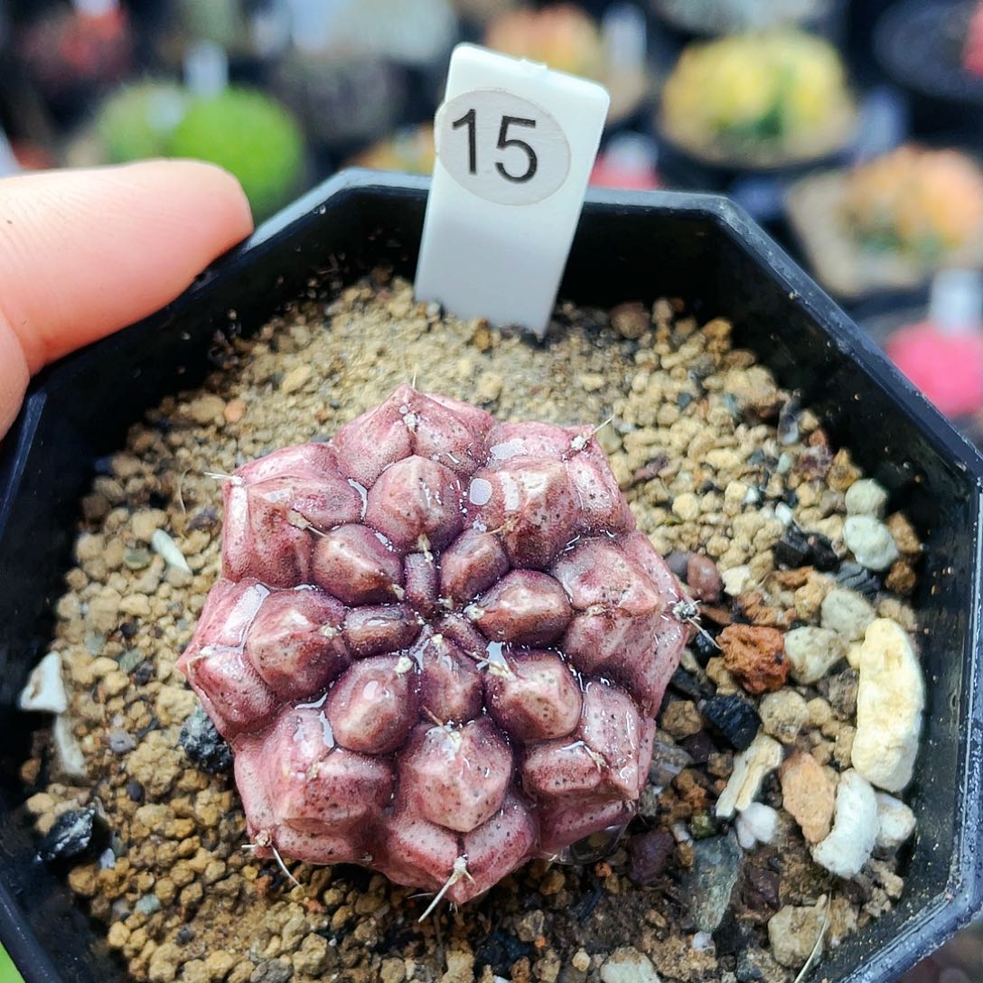 梦想非偏远地区满25裸根发货仙人球