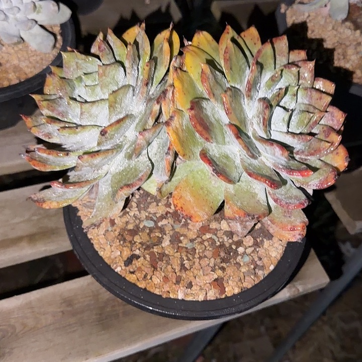 懒***2牡丹苹果叶仙女杯