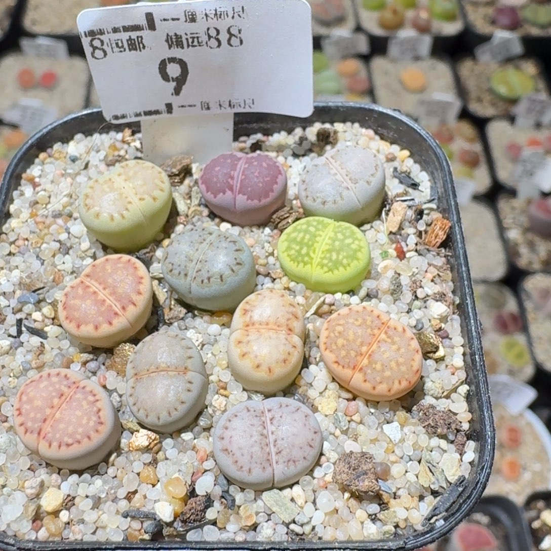 Sss精品清仓价9彩饼