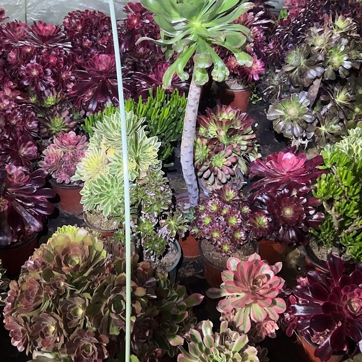 法师链接不售后空白