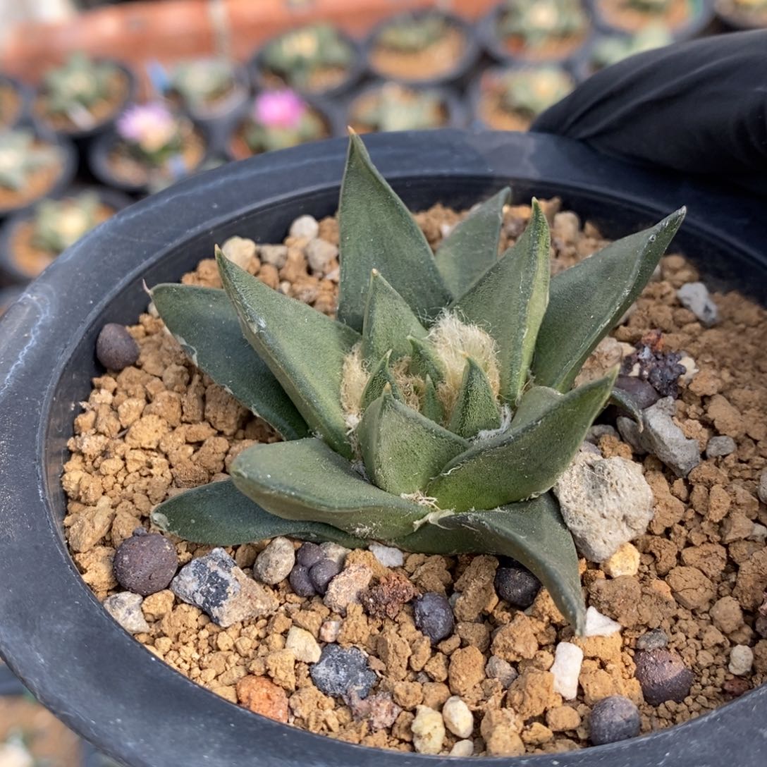 实生小龙牙福利福利