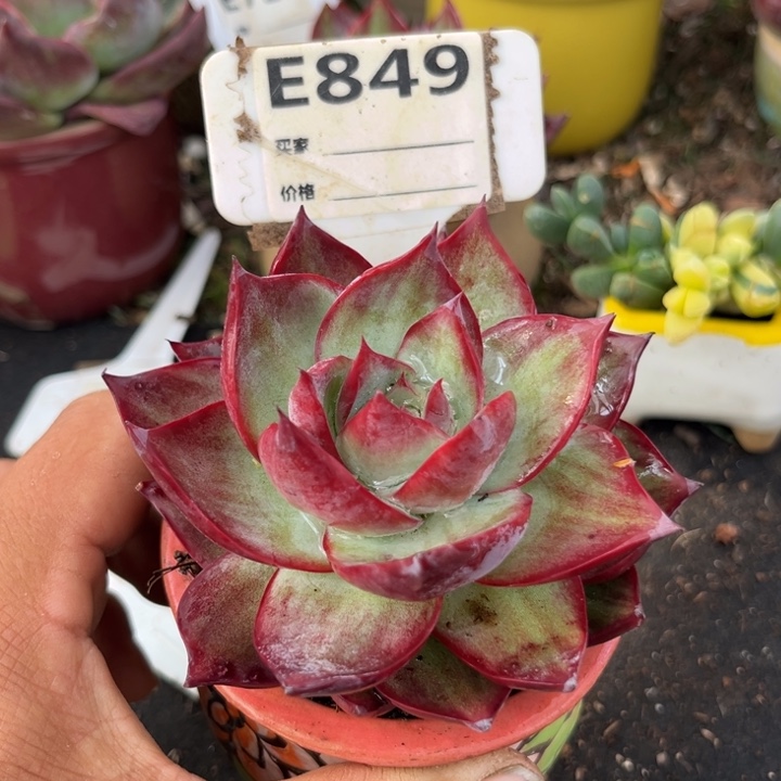 惊鸿一瞥多肉植物849