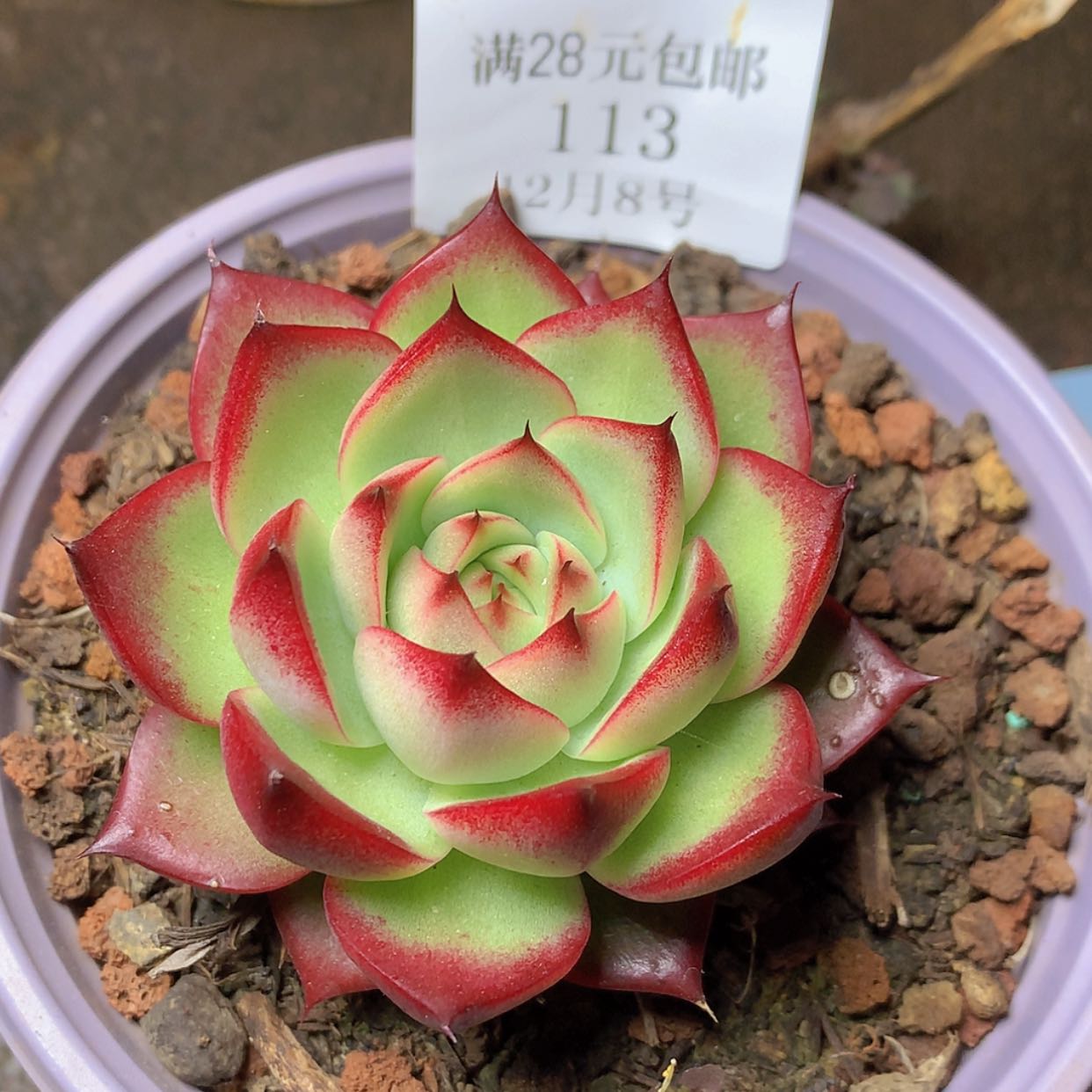 【闪购商品】云113号