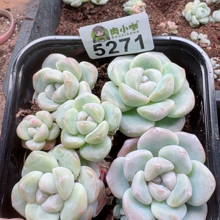 多肉植物多肉植物