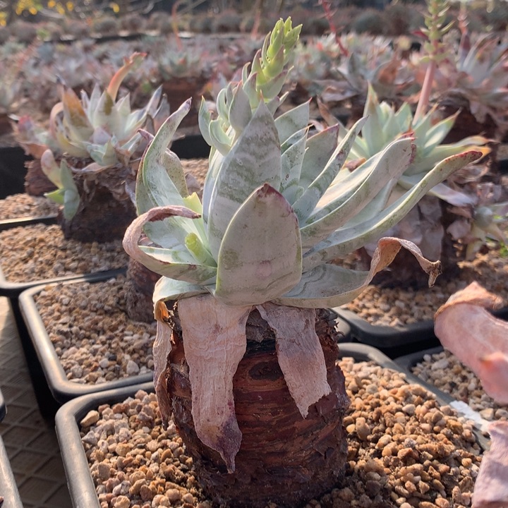 布瑞东尼，2月8日发货