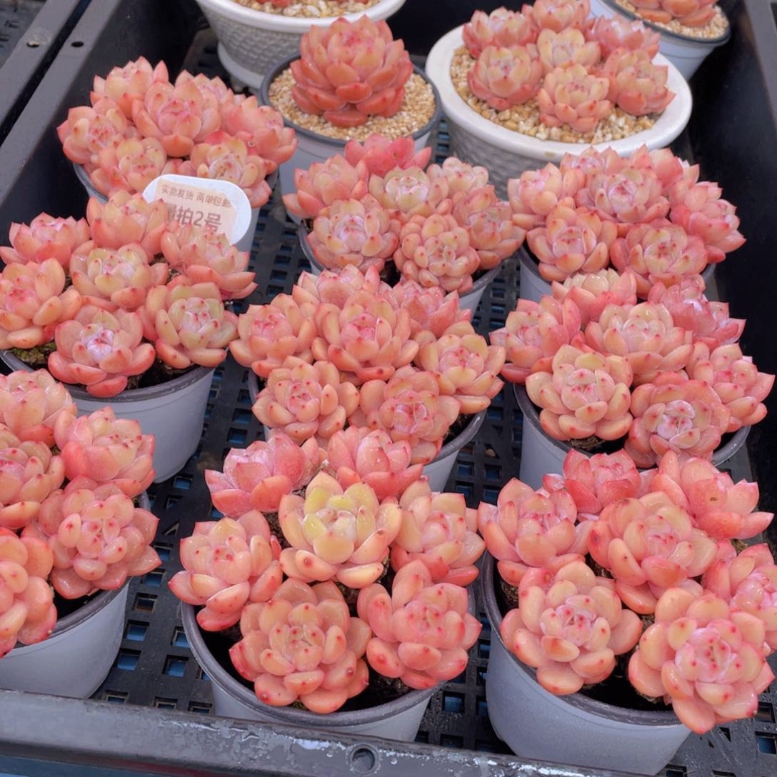 量拍2号冰透果冻韩版仙女橙组合七个