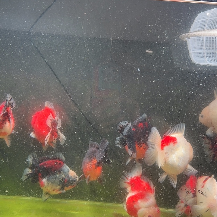 金鱼随机两条盲盒