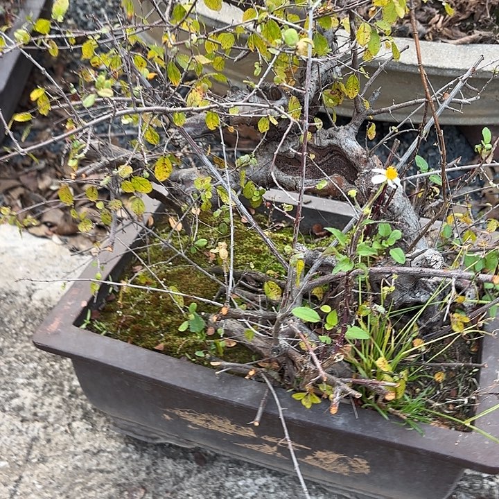 凡***盟无花朵哈哈哈哈哈