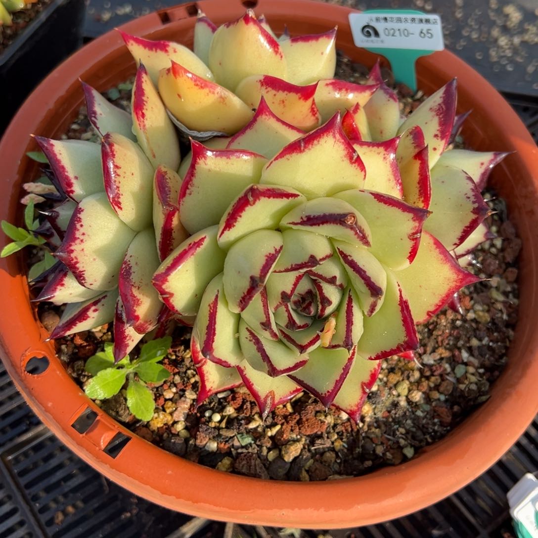 从前慢多肉精选编号0210.65