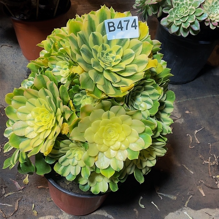 多肉法师474号辛尼亚不包损