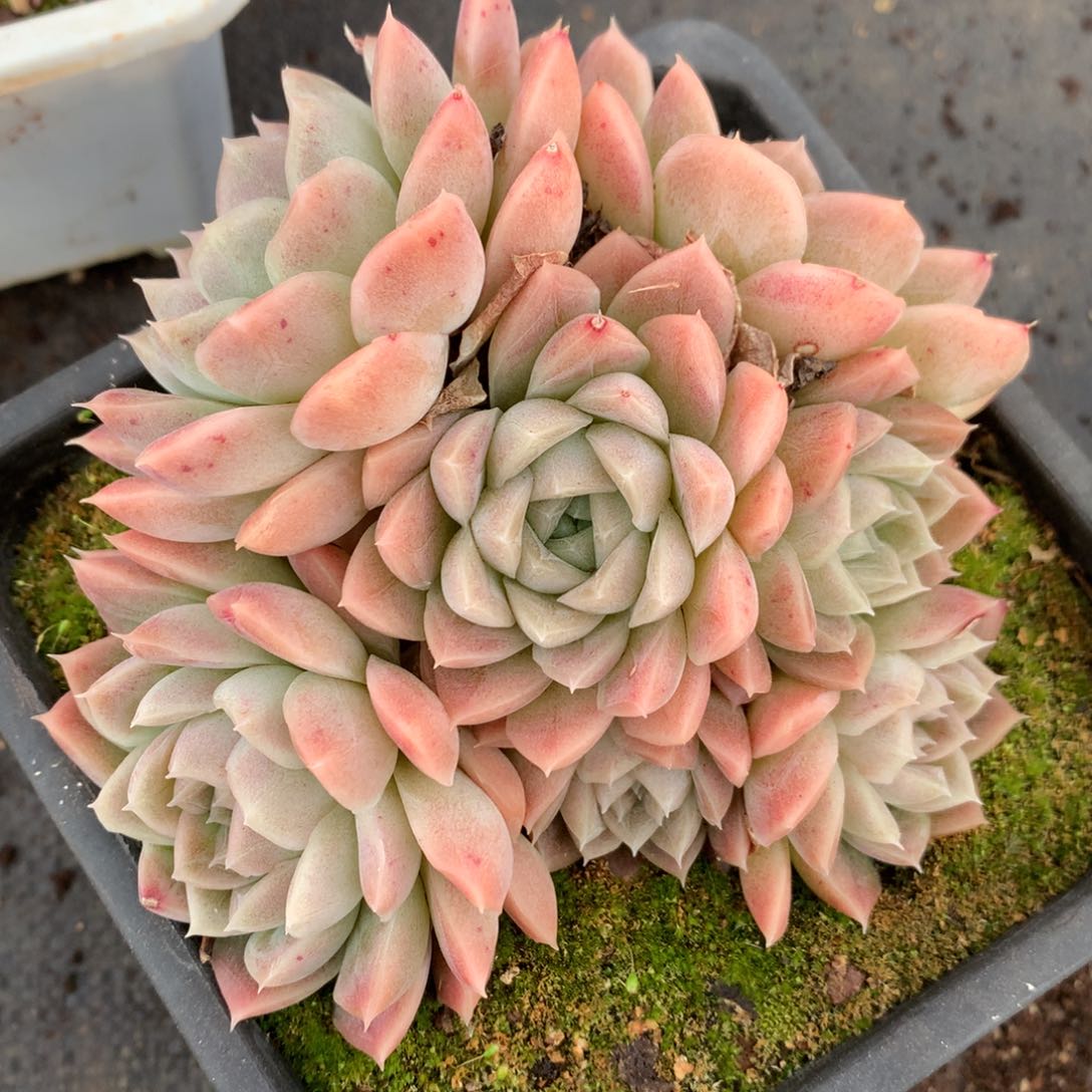 2043杂交精品基地12厘米