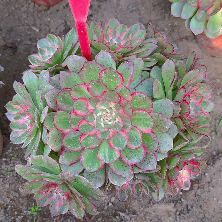 2-194莲花座多肉法师