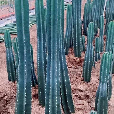 130公分左右脱土发货量天尺