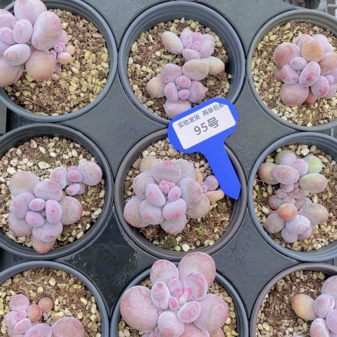 95号水光针原始奶双头一个尾货