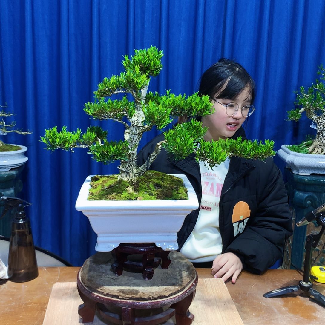 黄杨盆景一物一拍