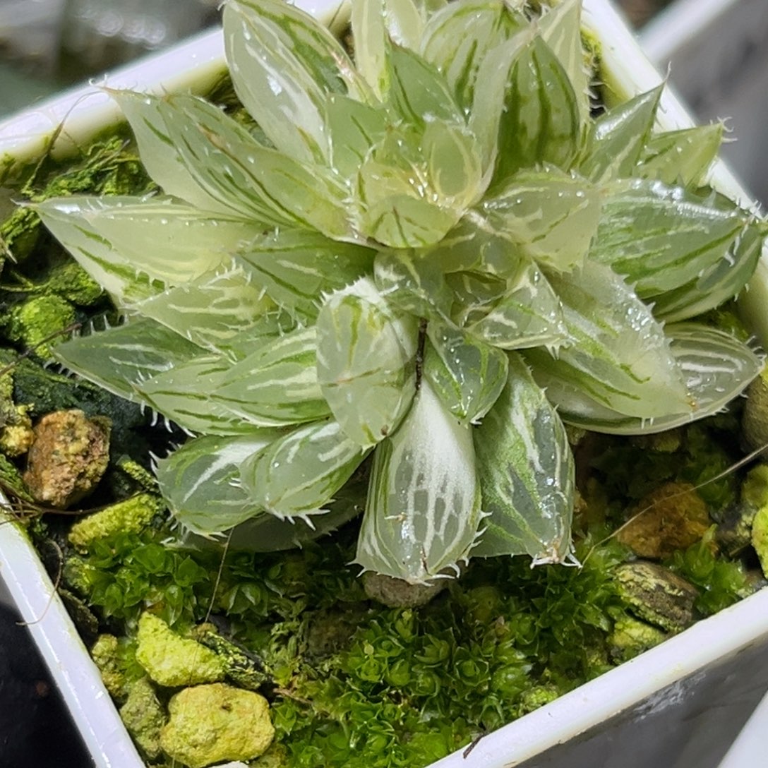 恭喜发财大吉大利0540