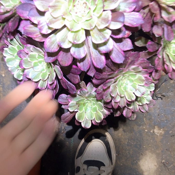 多肉法师植物链接86