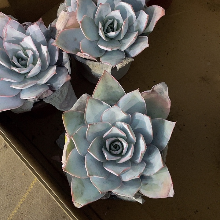 超大广寒宫带盆土发