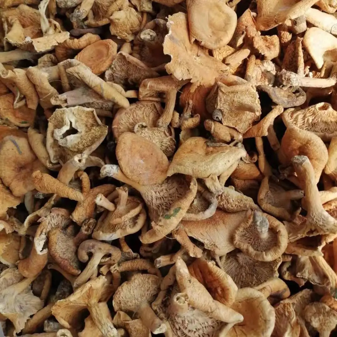（晒干的枞菌）谷熟菌三九菇天鹅菌重阳菌雁来覃松树菌松菌