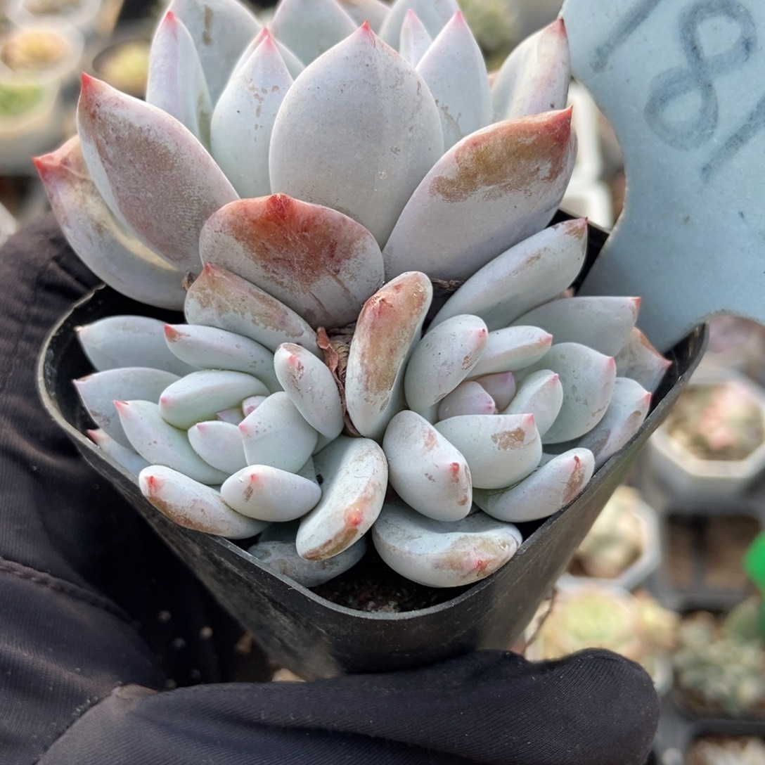 1813雪天使多肉植物