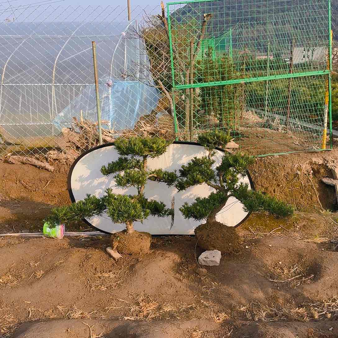 罗汉松盆景艺术S**o