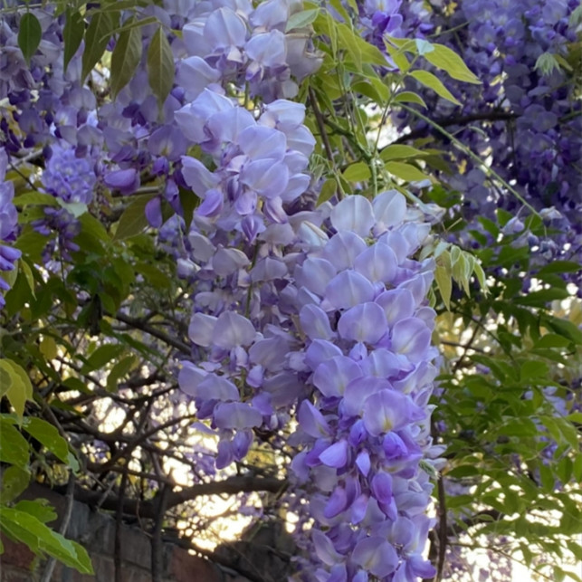 【顺丰送货上门高1米3到1米6】紫藤花棒棒糖蓝花藤开花绿植
