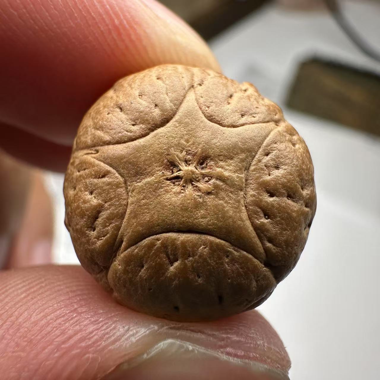 尼泊尔五星菩提，尺寸17，sss系列，货号157