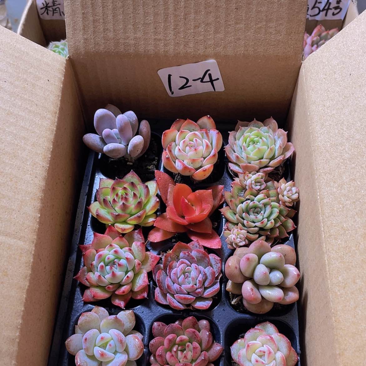 【闪购商品】12颗-4