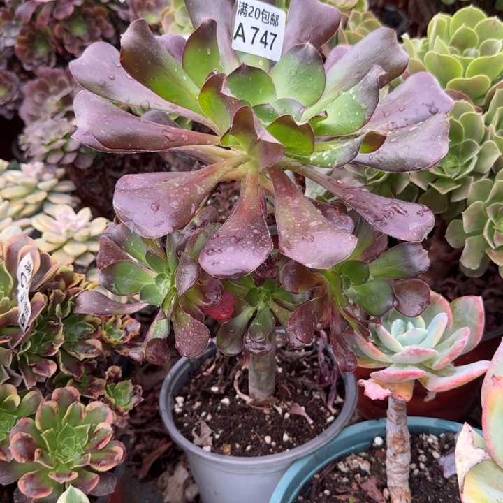 满20包邮，747巫毒