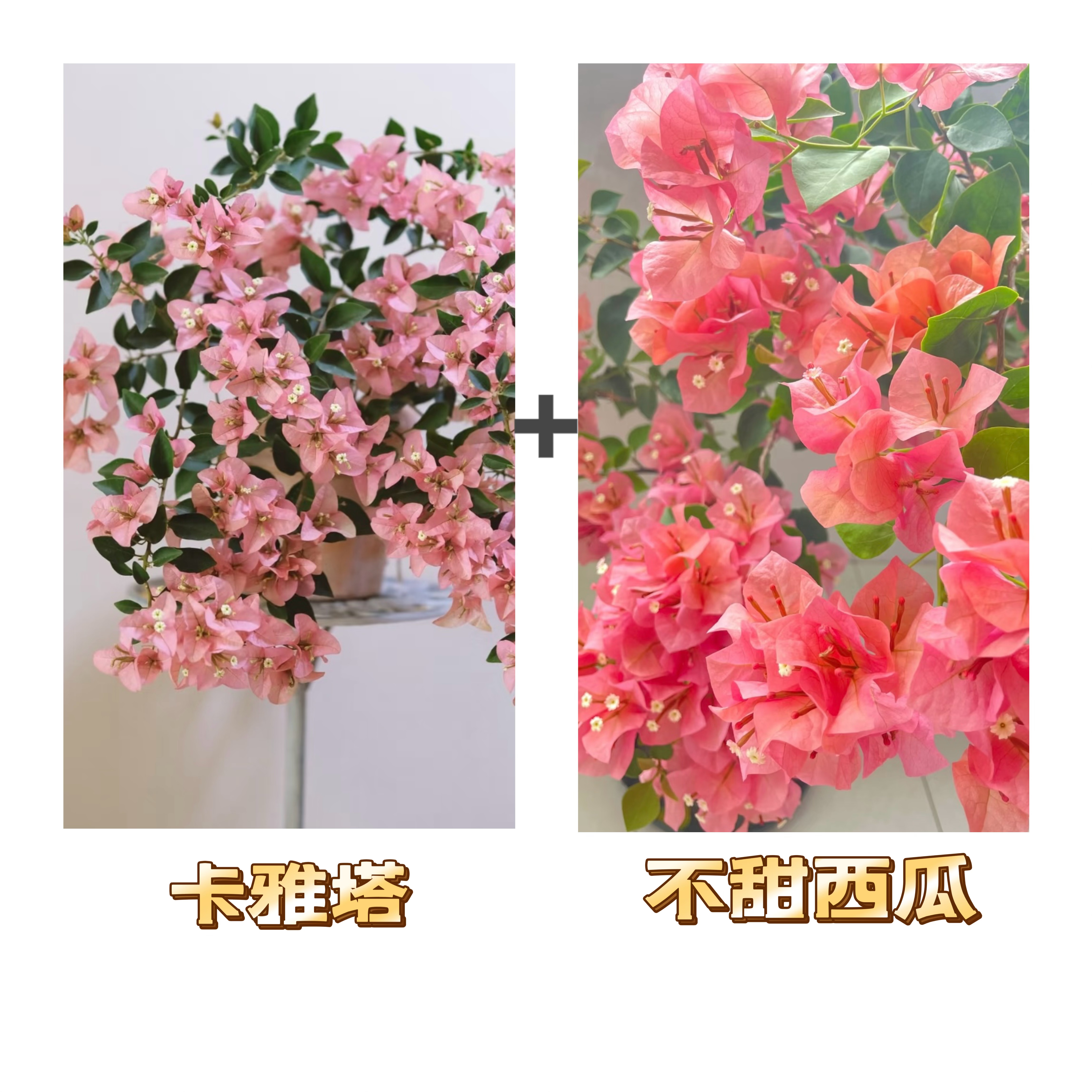 （不甜西瓜+卡亚塔）到手2棵 三角梅好养易开花可爬藤飘枝 不带花