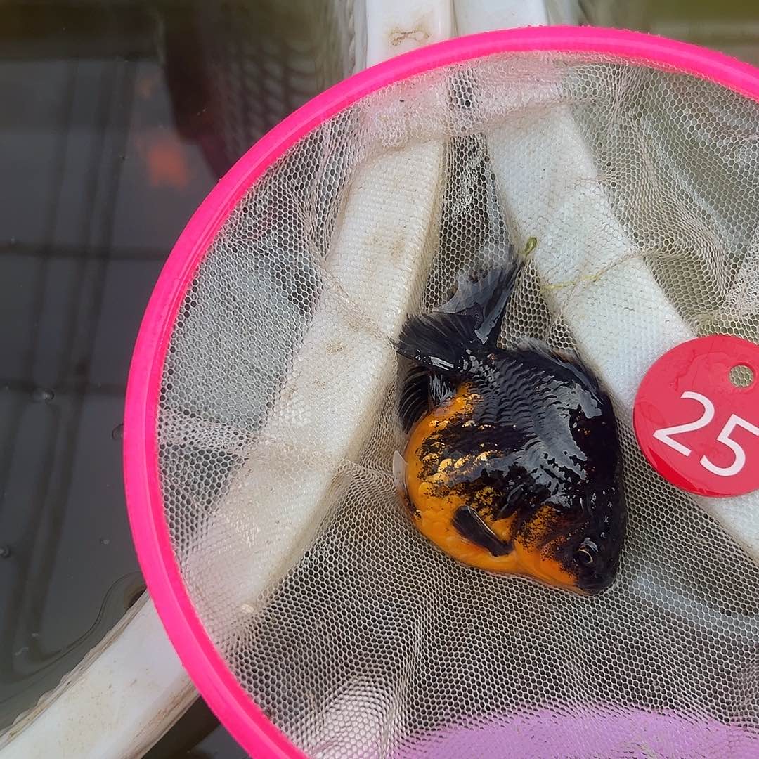 海水鱼短尾将军泰狮