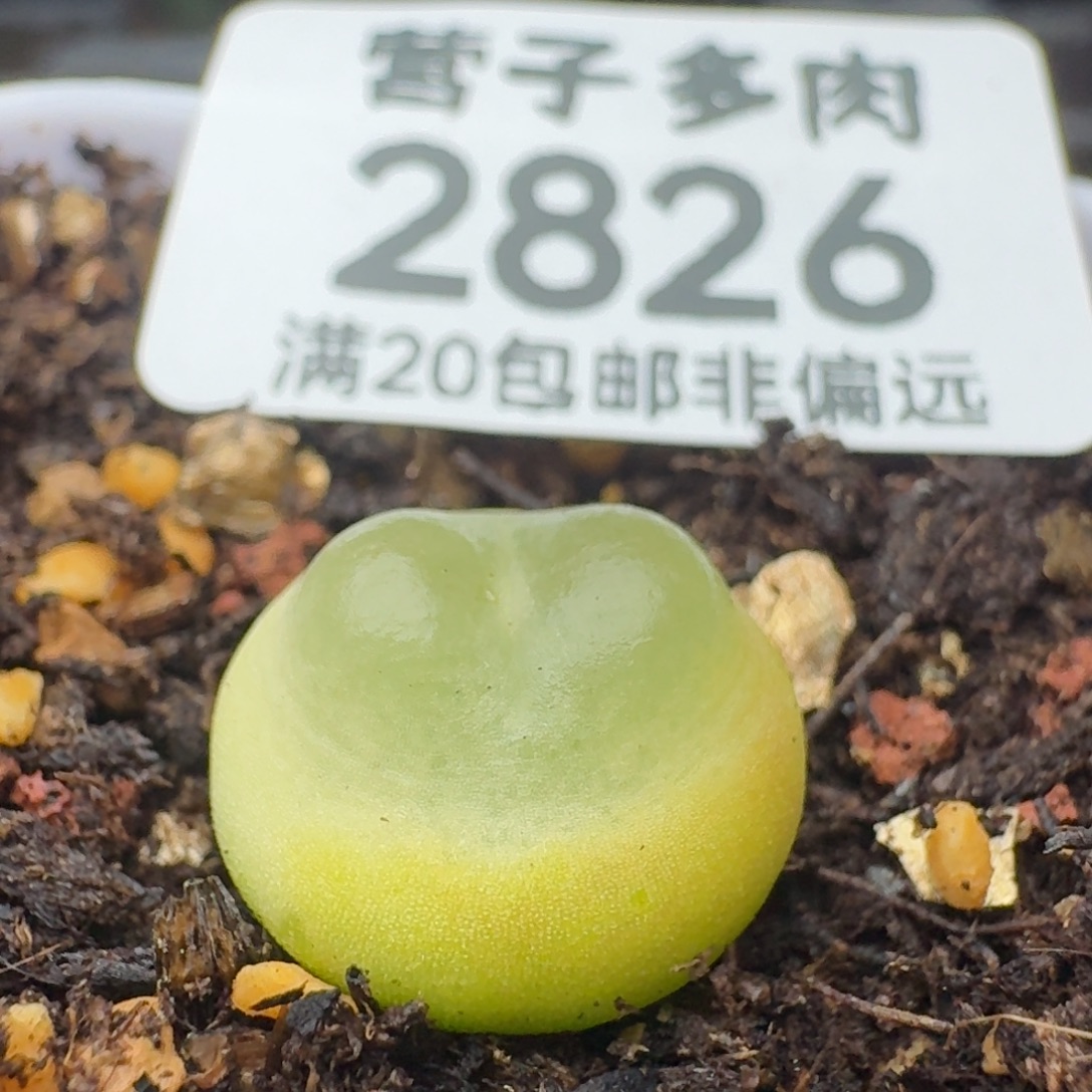 拉登1.4脱土1200。         