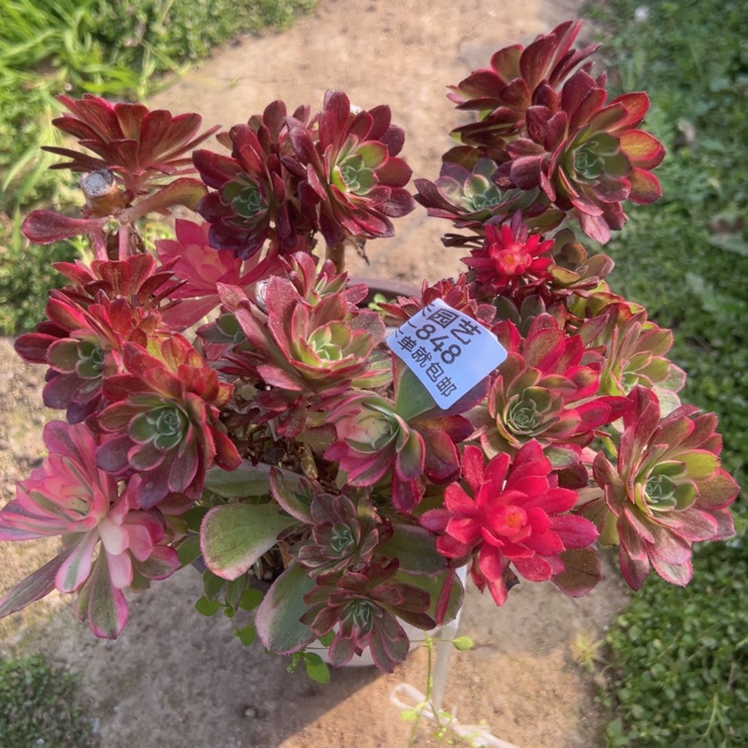 海王砍头母本桩848