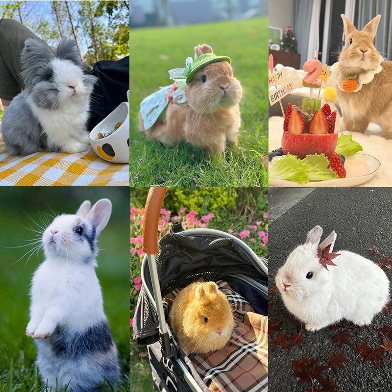 宠物活体通用 线上成交    【以直播间讲解品种为主】