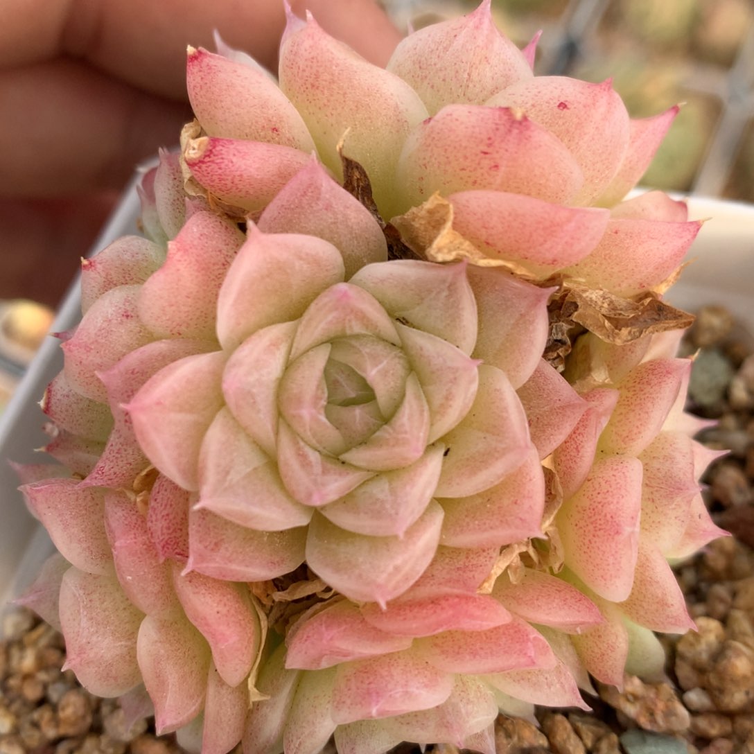 0125-24 潘多拉 不包整