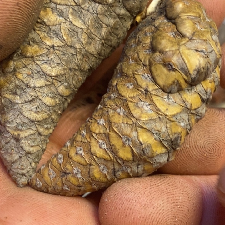 文玩核桃吊坠东北特产56