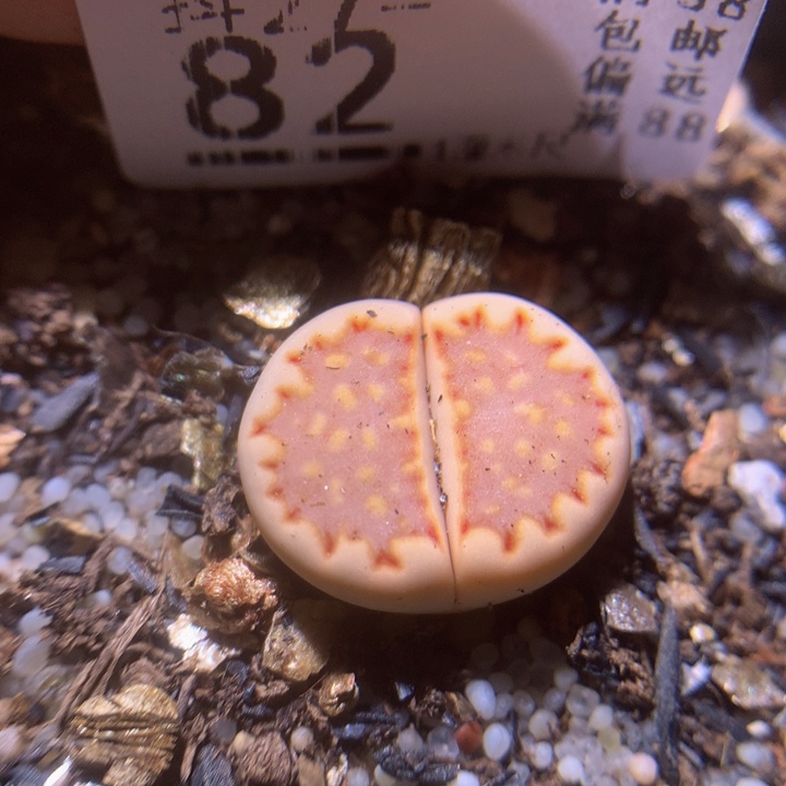 精品生石花27.82