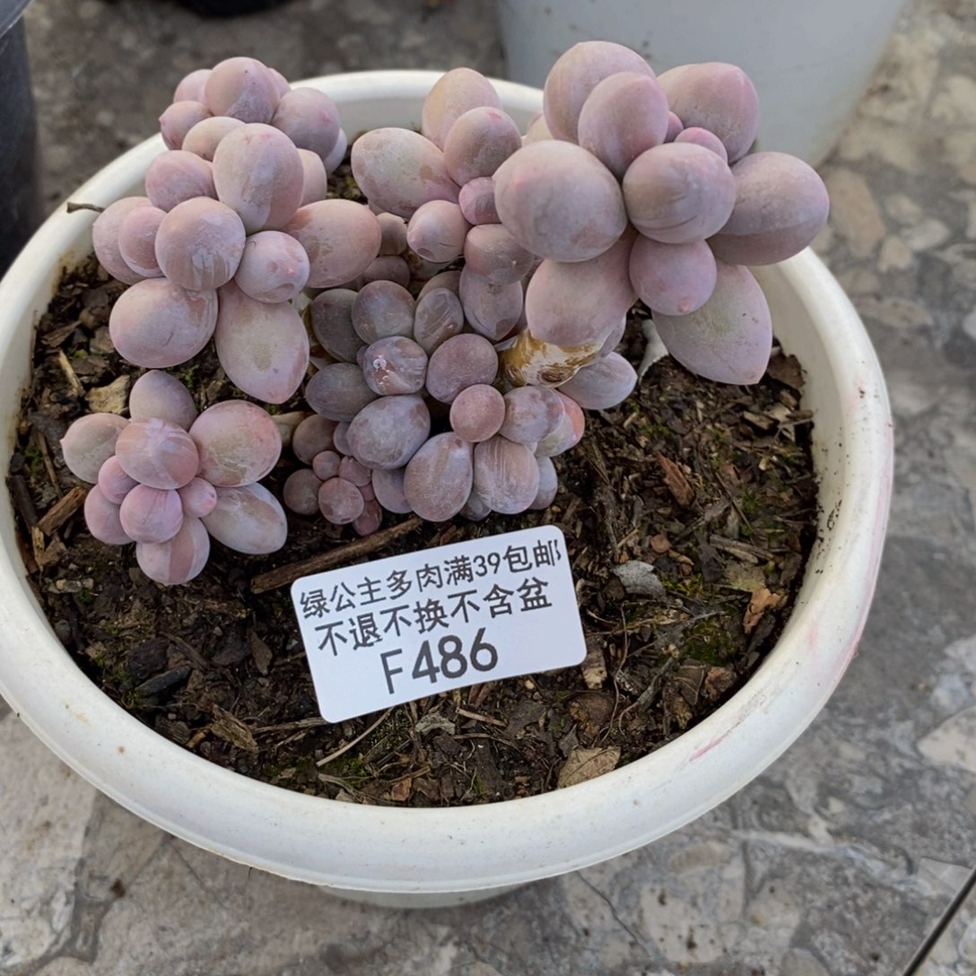 486香水手指奶多肉9c m