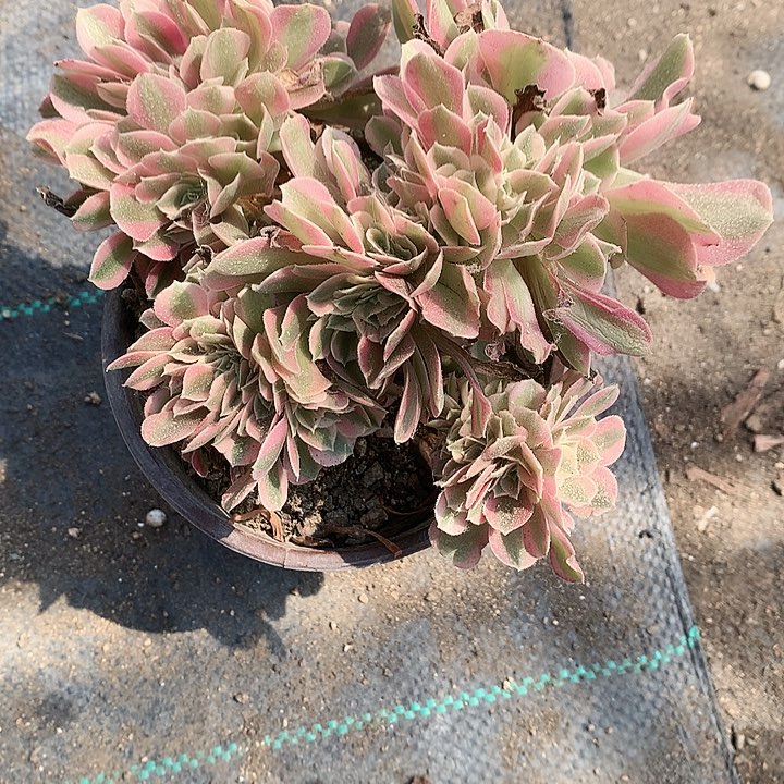 537粉女巫多肉植物