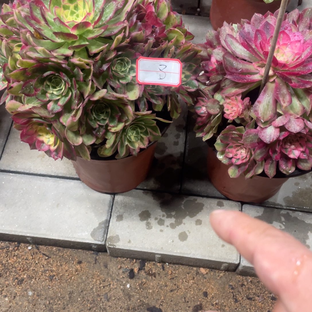 法师多肉植物等多