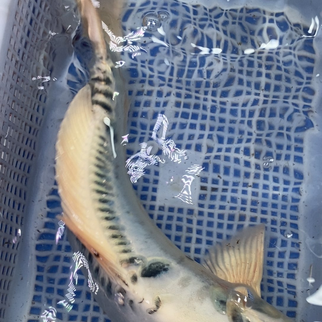 海水鱼冷水锦鲤包邮