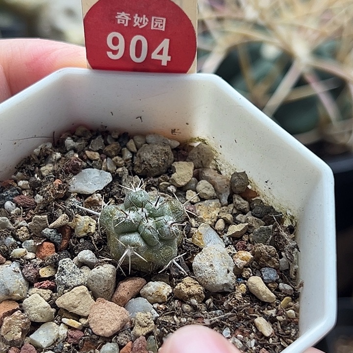 实生上蜡龙爪球一棵仙人球