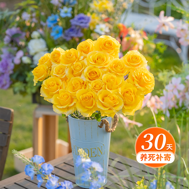 天狼月季 贝壳 多季节抗病勤开杂交茶香月季露台