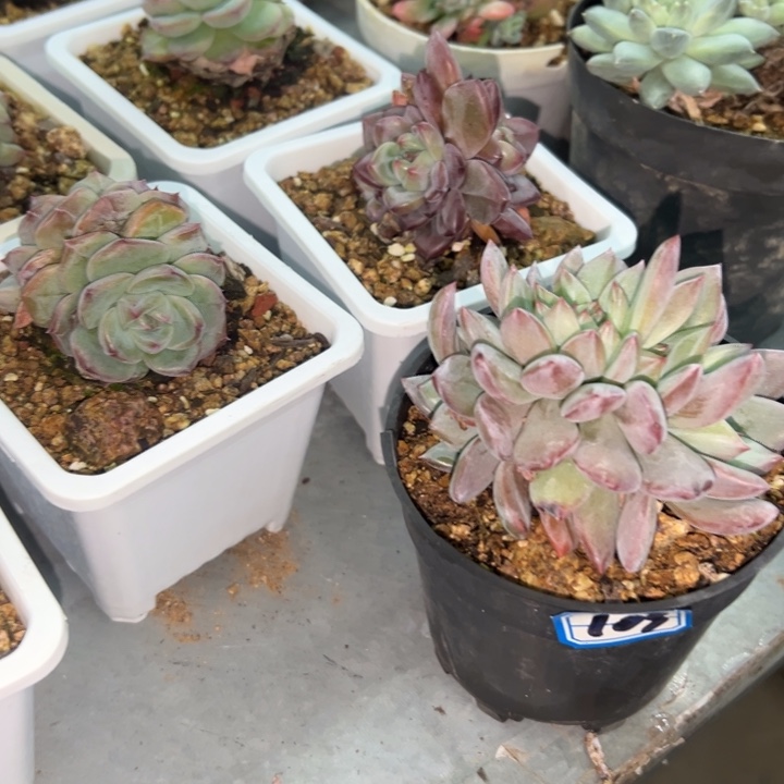 希***嘻一物一拍香槟多肉103