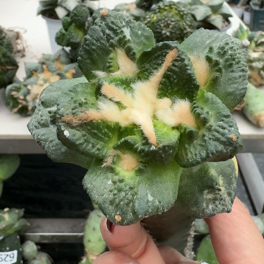 【闪购商品】无花朵丁*头龟甲759