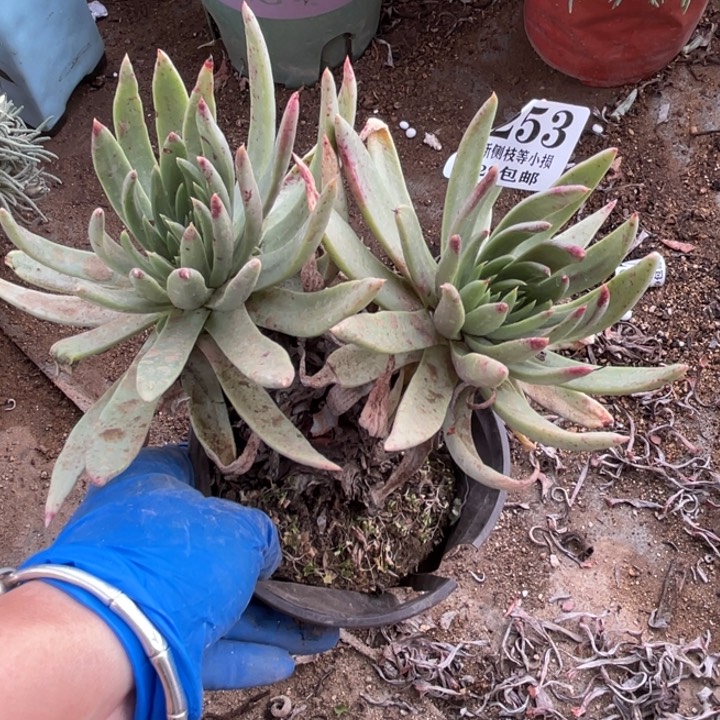 253号伊静思多肉植物