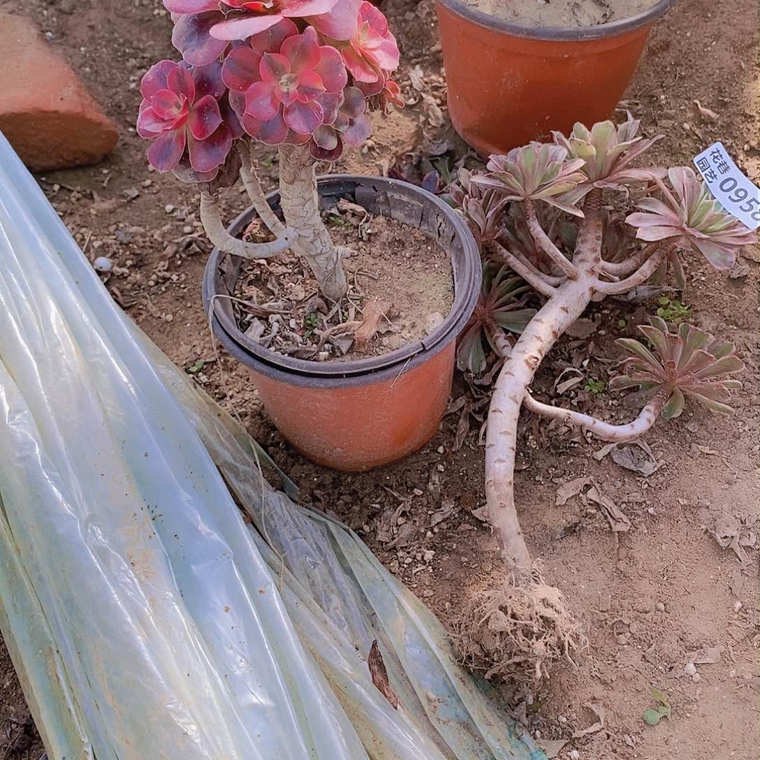 958+957 号一物一拍20包邮年后发货